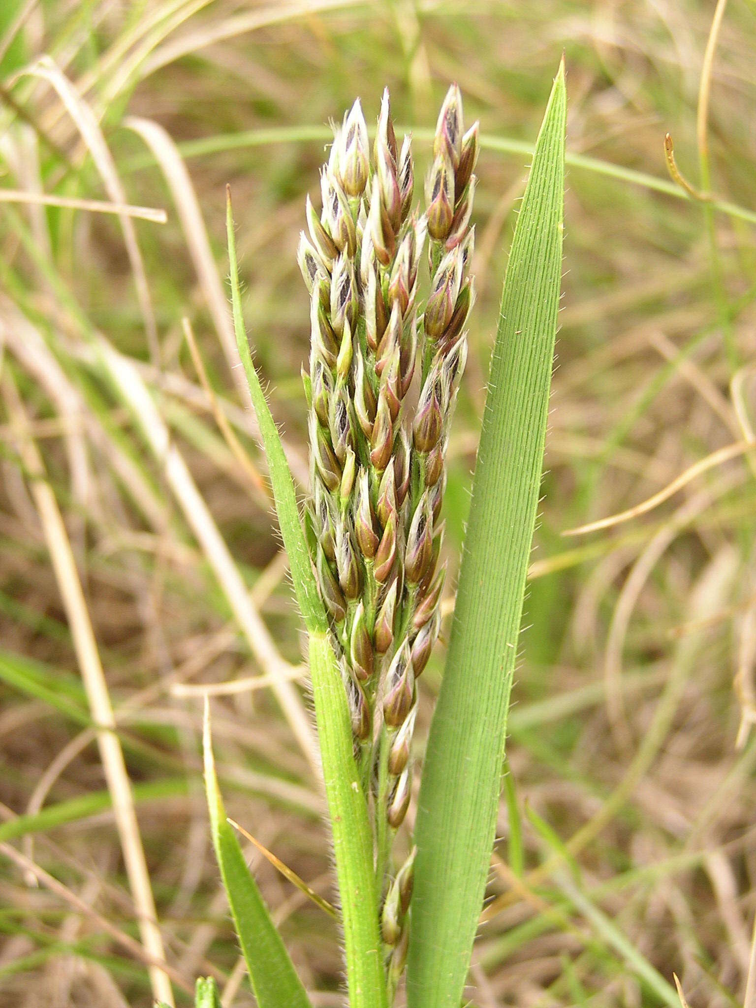 Image of Black-seed grass