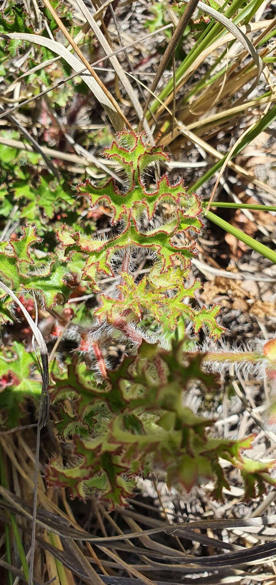 Imagem de <i>Pelargonium scabroide</i>