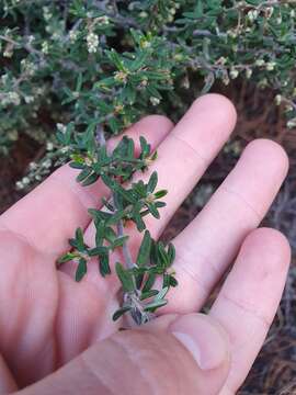 Image of Pomaderris phylicifolia Lodd.