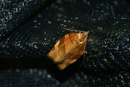 Image of barred fruit-tree tortrix