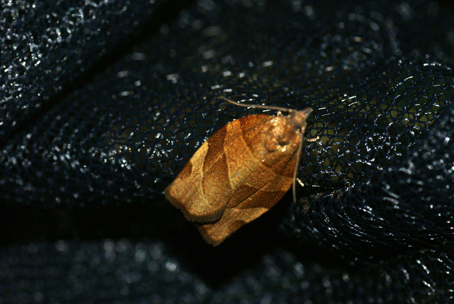 Image of barred fruit-tree tortrix