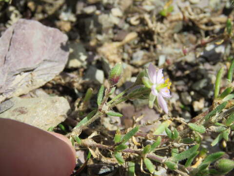 Image of Spergularia rupicola Le Jolis