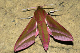 Image of elephant hawk-moth