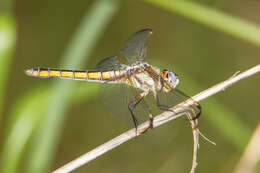 Image of Comanche Skimmer