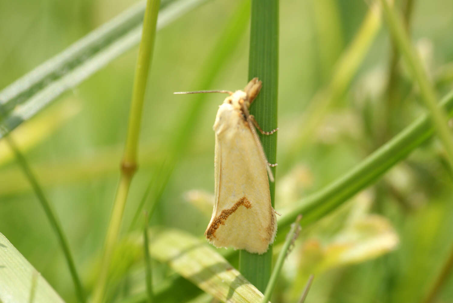 Image of Agapeta