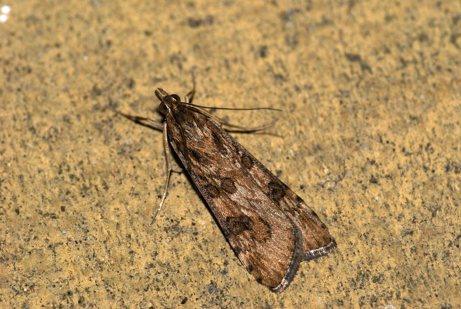 Image of Nomophila noctuella Schiffermüller