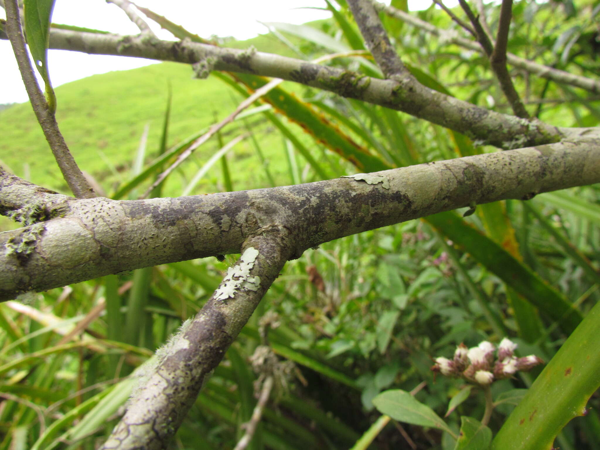 Annona rugulosa (Schltdl.) H. Rainer resmi