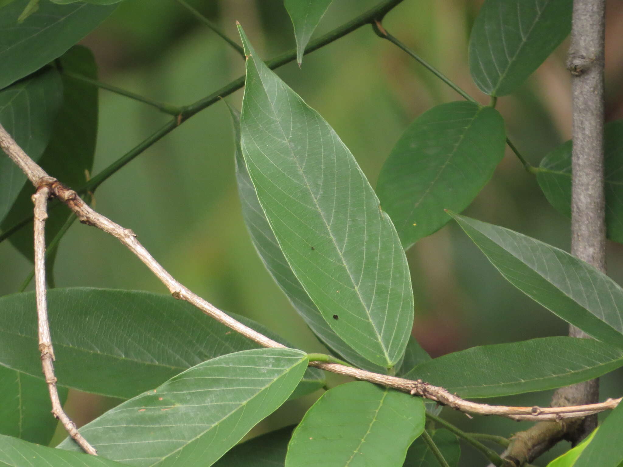 Image of Philippine pigeonwings