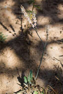 Image of redroot buckwheat