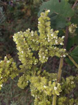 Слика од Lepechinia betonicifolia (Lam.) Epling