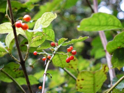 Imagem de Coprosma grandifolia Hook. fil.