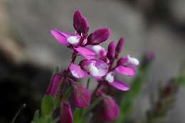 Слика од Polygala rhinostigma Chod.