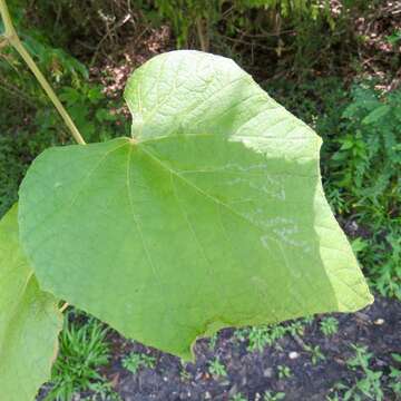 Image of graybark grape