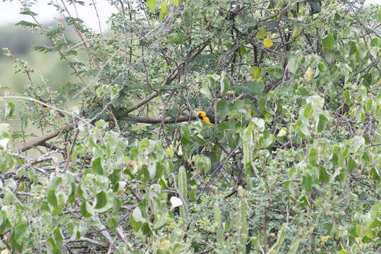 Image of Black-necked Weaver