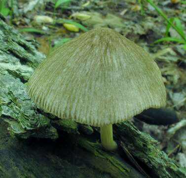 Image of Pluteus longistriatus (Peck) Peck 1885