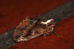 Image of Coxcomb Prominent