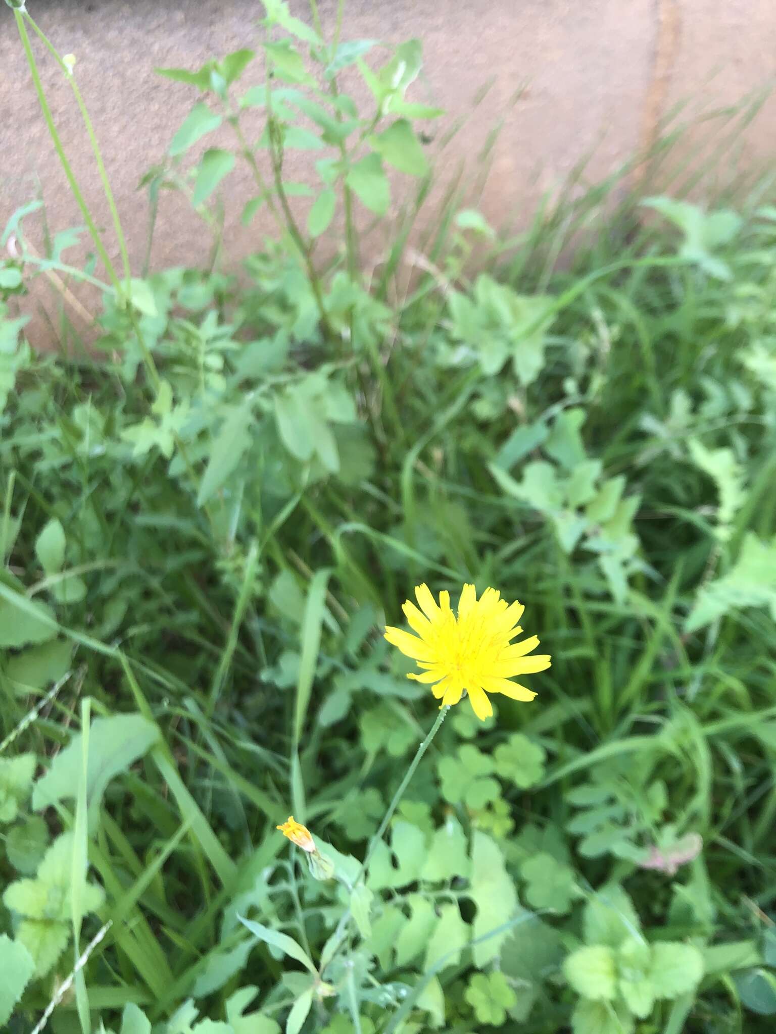 Imagem de Sonchus tenerrimus L.