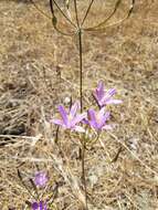 Sivun Brodiaea sierrae R. E. Preston kuva