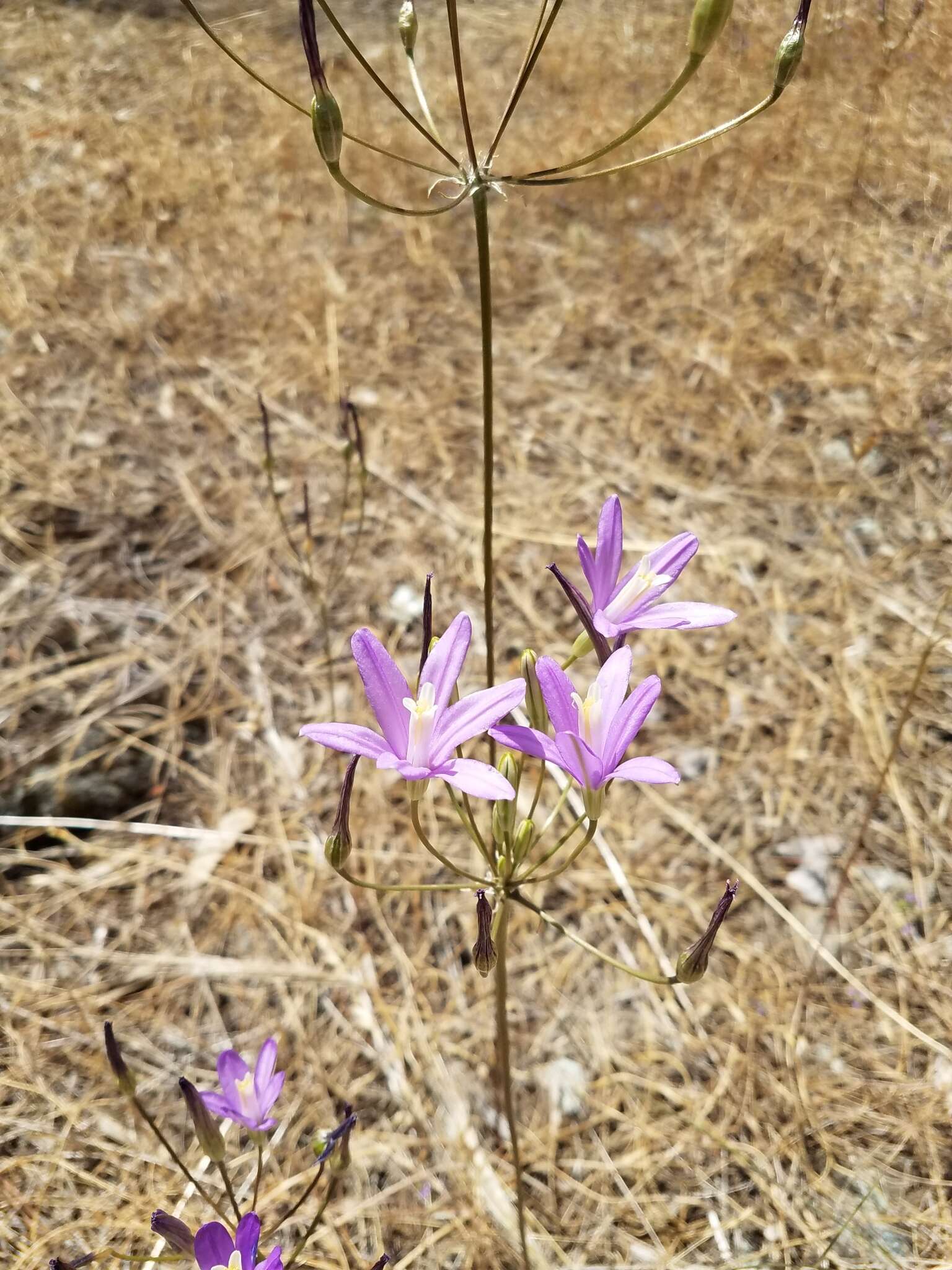 Sivun Brodiaea sierrae R. E. Preston kuva