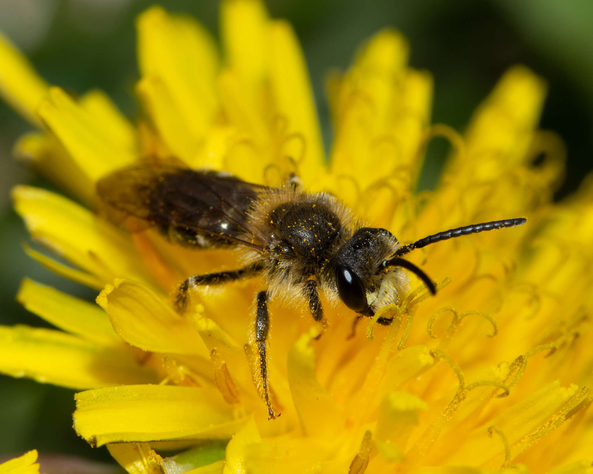 Image of Cresson's Andrena