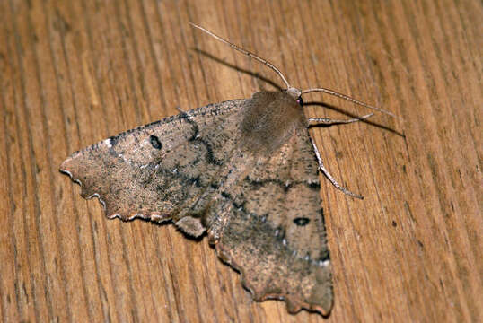 Image of scalloped hazel