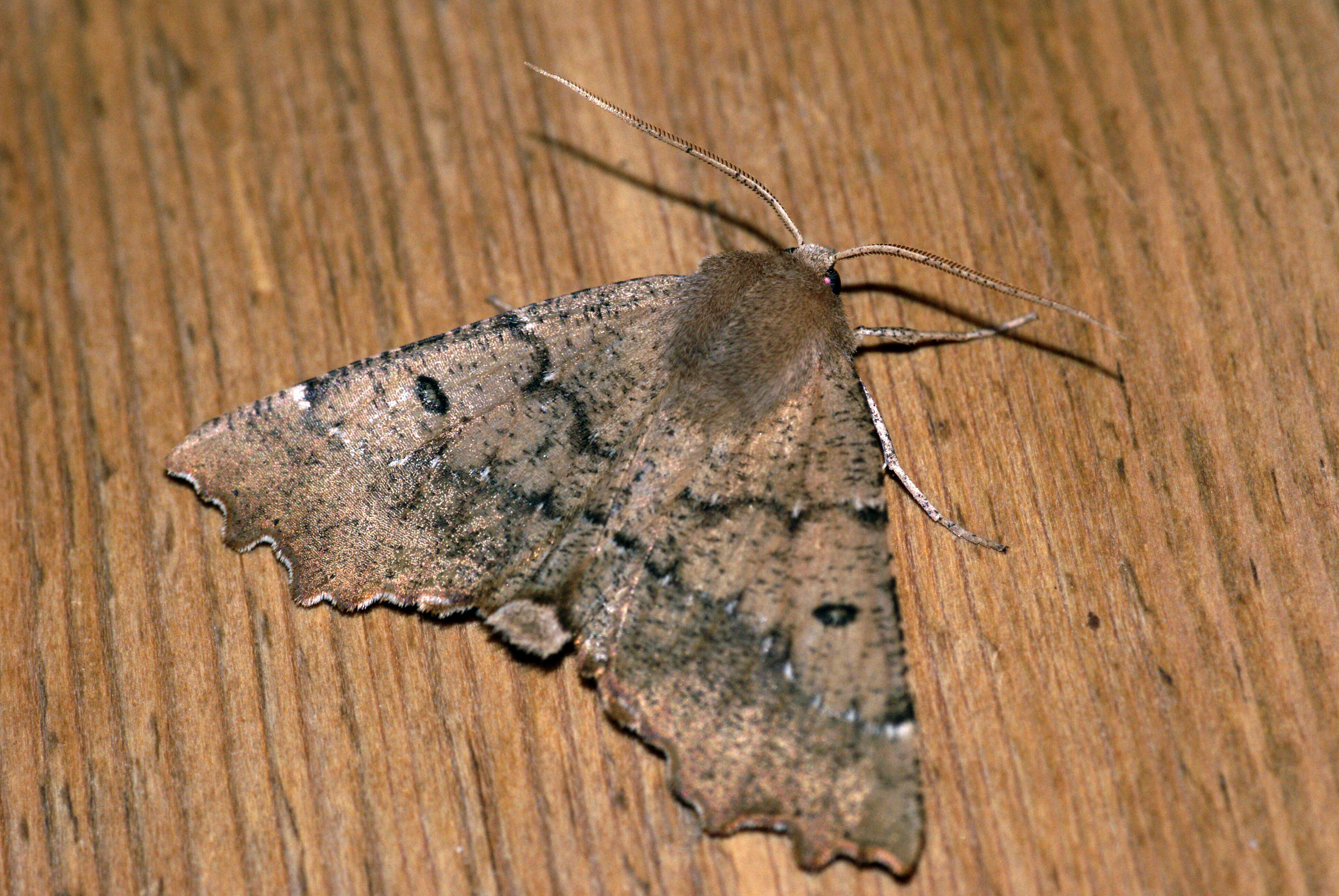 Image of scalloped hazel