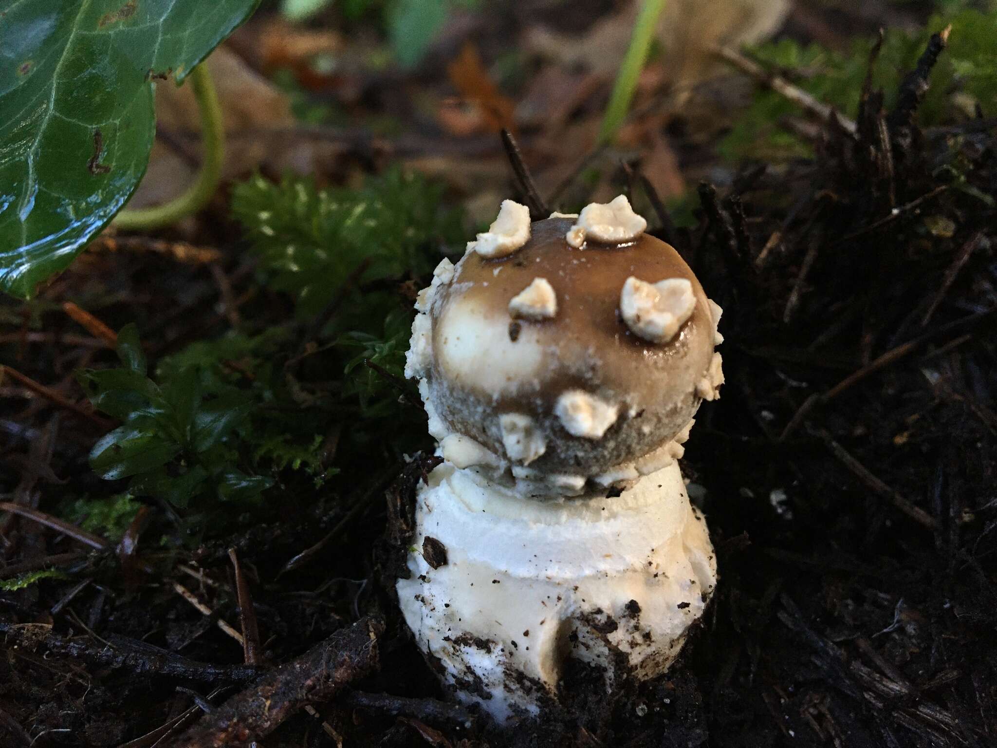 Image of Amanita pantherinoides Murrill 1912