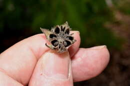 Image of Abutilon haenkeanum K. Presl