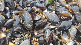 Image of Mediterranean mussel