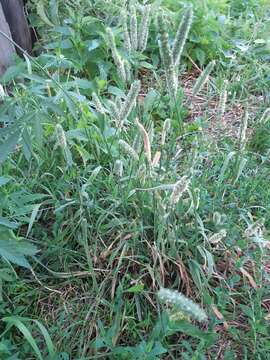 Image of Phleum pratense subsp. pratense