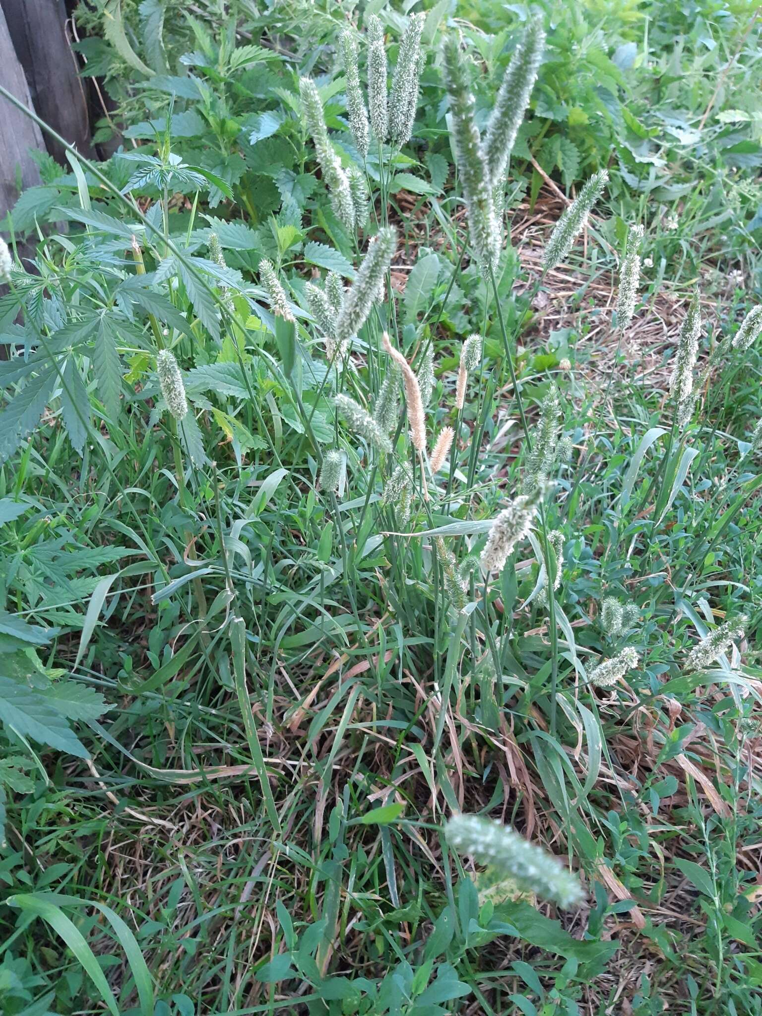 Image of Phleum pratense subsp. pratense