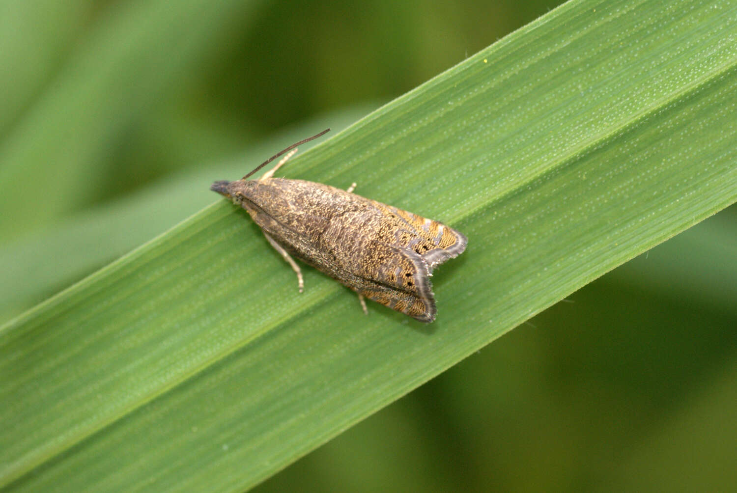 Image of Dichrorampha sedatana Busck 1906