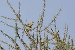 Image of African Desert Sparrow