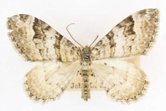 Image of Xanthorhoe abrasaria Herrich-Schäffer 1855