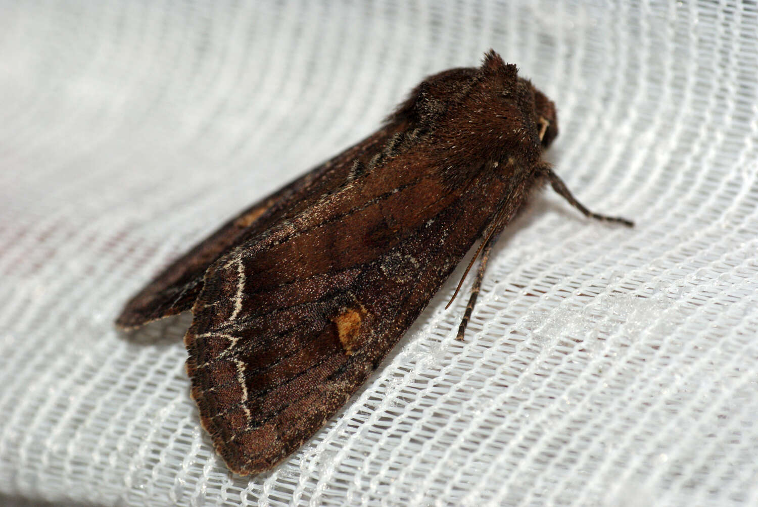 Lacanobia oleracea Linnaeus 1858 resmi