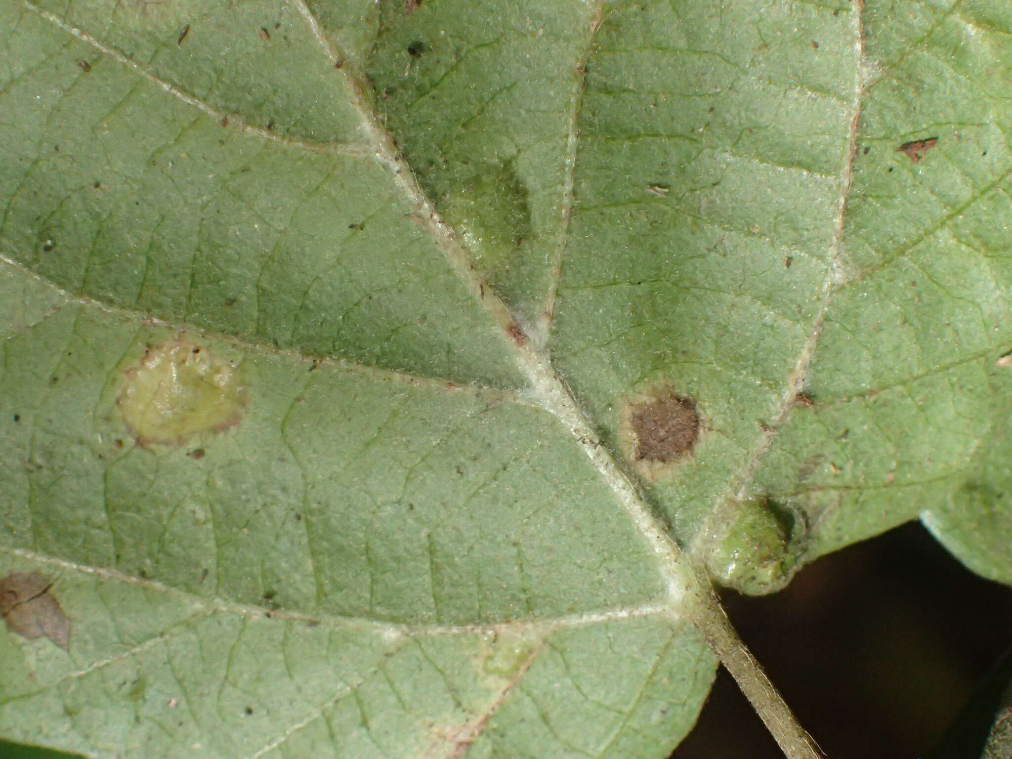 Image of Sackenomyia commota Gagne 1975