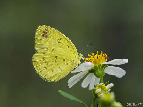 Image of Eurema blanda (Boisduval 1836)