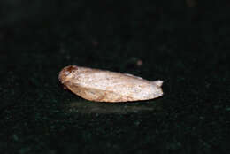 Image of Acleris hastiana Linnaeus 1758