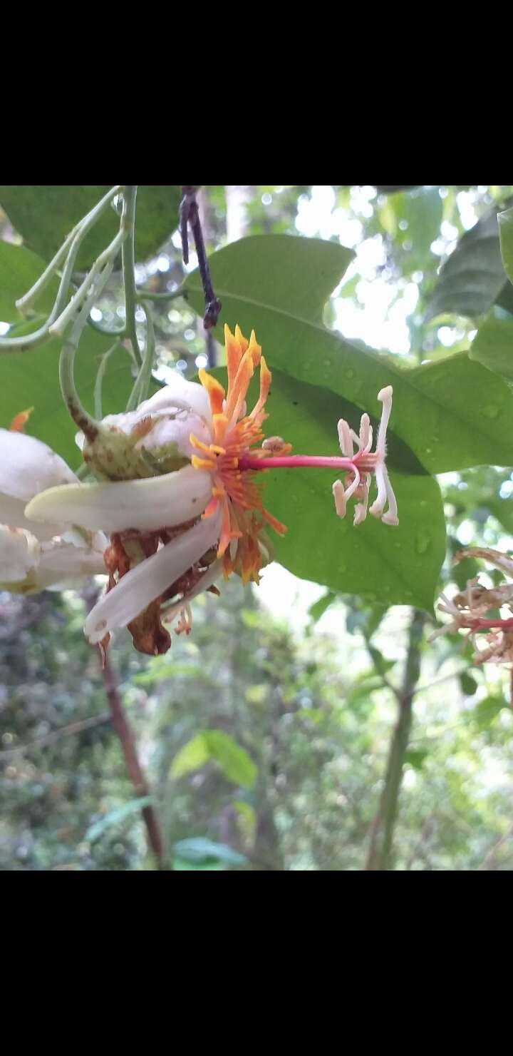 Image of Passiflora pittieri Mast.