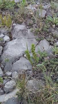 Image of Euphrasia pectinata Ten.