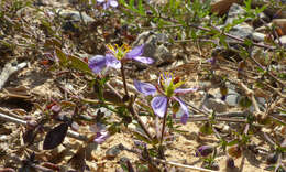 Image of Fagonia glutinosa Del.