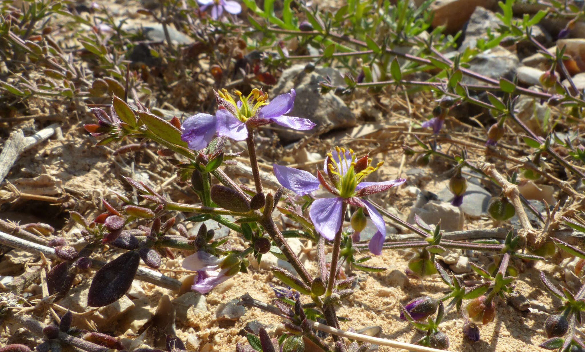 Image of Fagonia glutinosa Del.