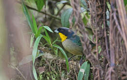 Image of Yellow-throated Tanager