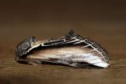 Image of Greater Swallow Prominent