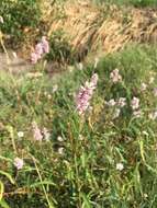 Image of Pink Knotweed