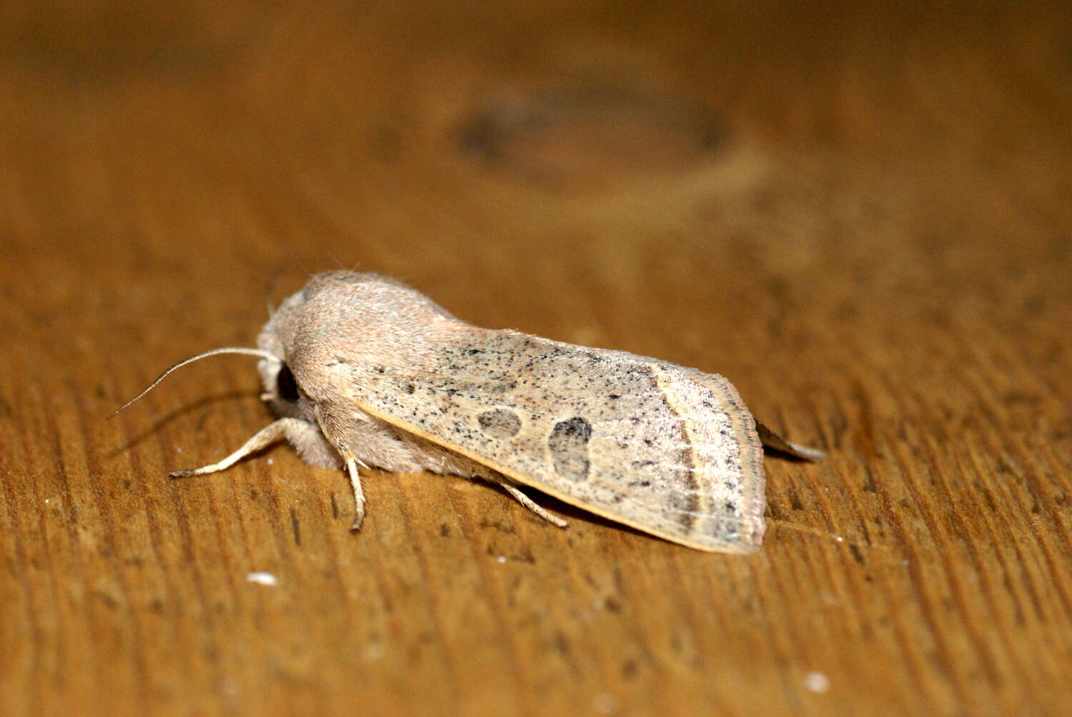 Слика од Orthosia gracilis Schiffermüller 1775