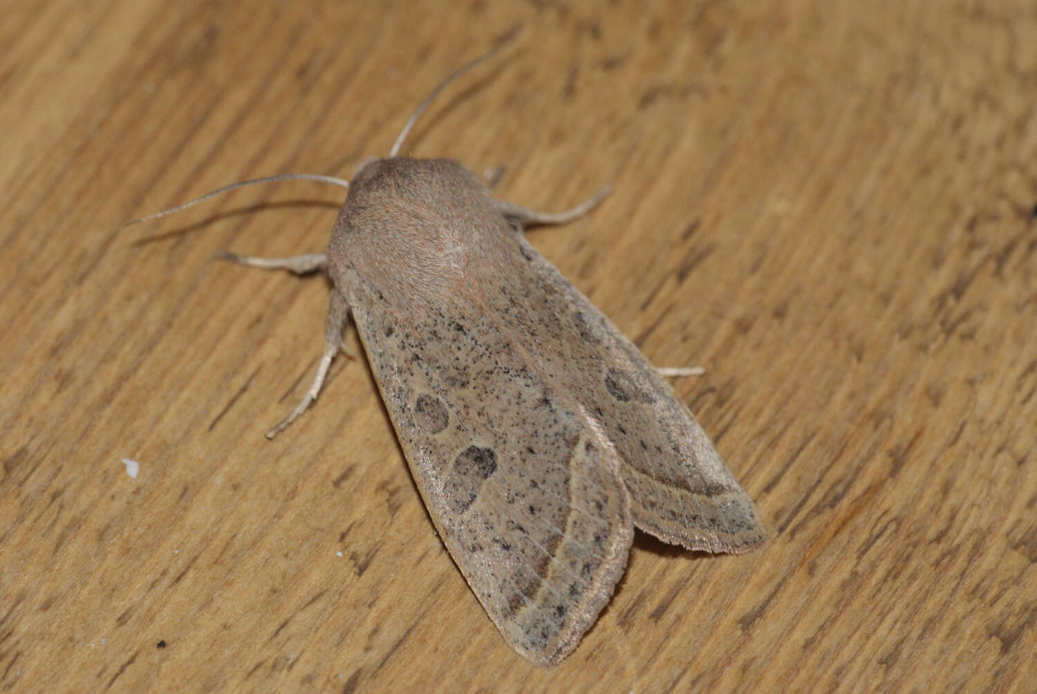 Слика од Orthosia gracilis Schiffermüller 1775