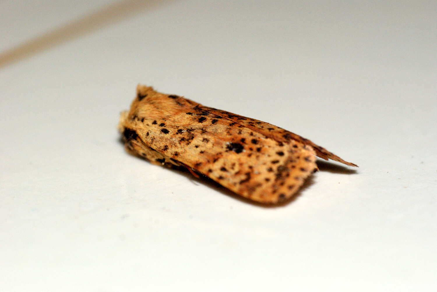 Image of dotted chestnut