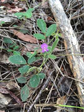 صورة Desmodium rhytidophyllum Benth.