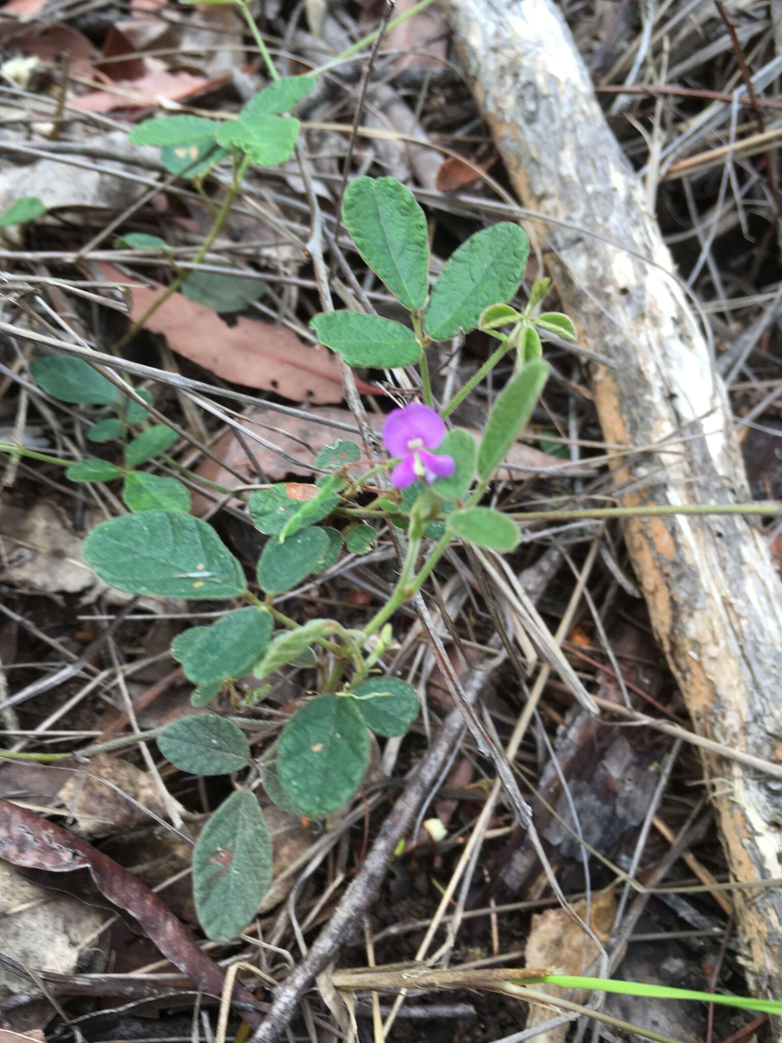 Image of Desmodium rhytidophyllum Benth.